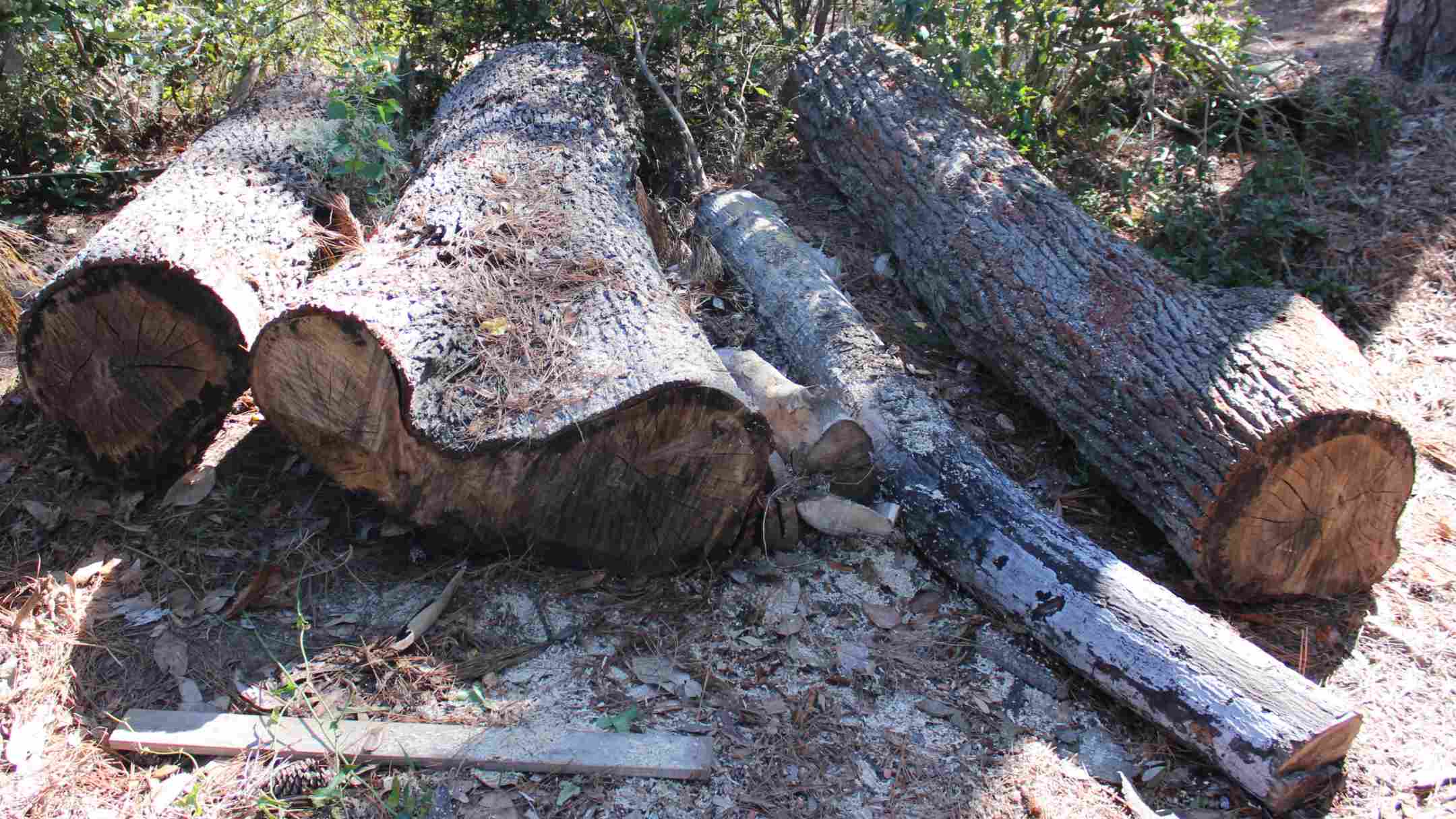 Live Oak Logs