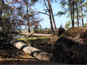 Hurricane Matthew Tree Damage